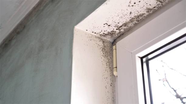 Best Residential Mold Remediation in North Lauderdale, FL