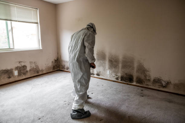 Best Insurance-Related Mold Remediation in North Lauderdale, FL